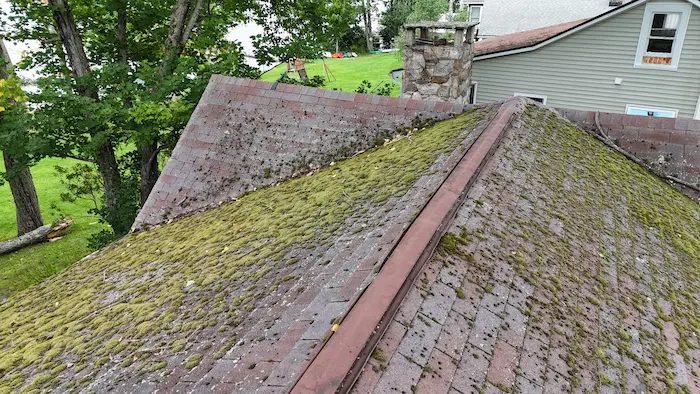 Moss growing on asphalt roof shingles in Northeast Pennsylvania
